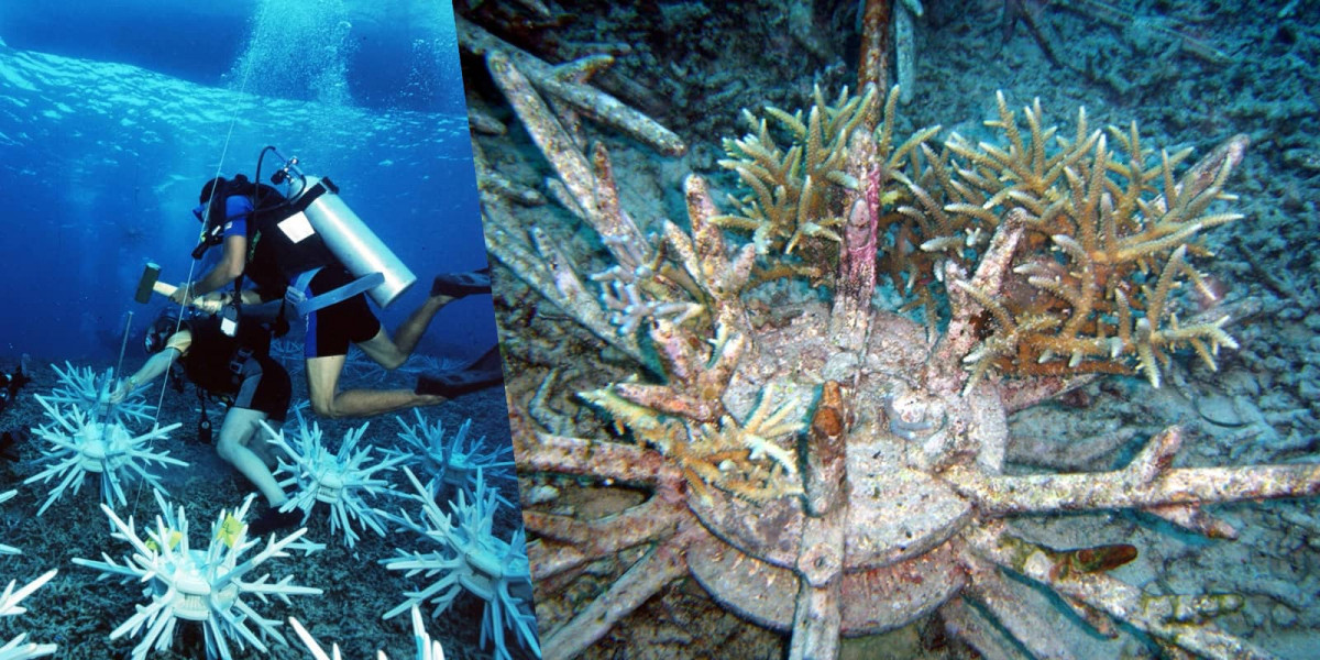 Alung Banua EcoReefs coral colony1600x800transplant