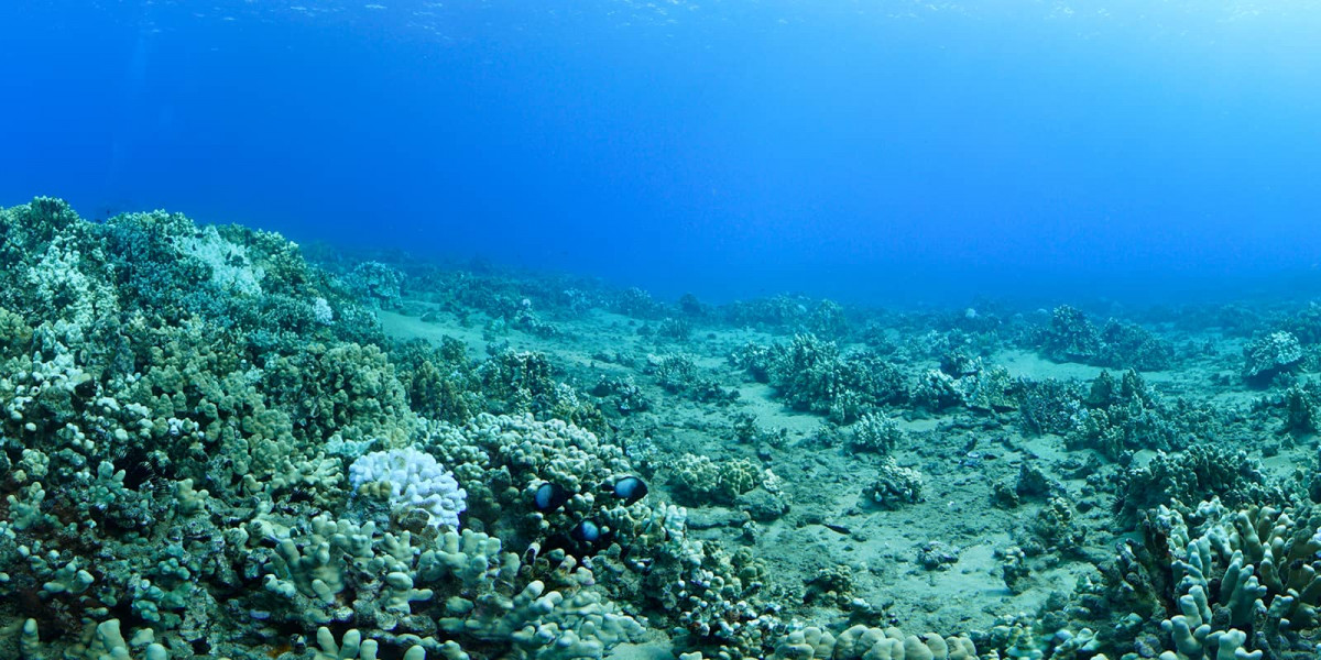 HIHWNMS   bleaching 273671251231600x800s