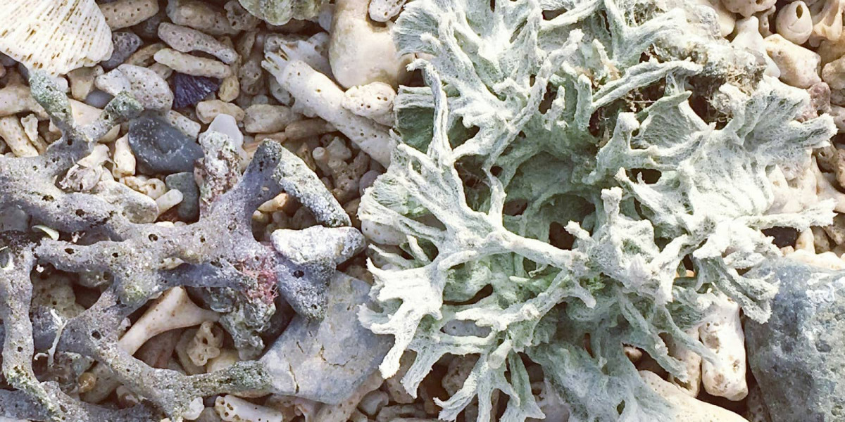 catrin johnson m22k ahUJsg unsplash corallenbleiche1600x800